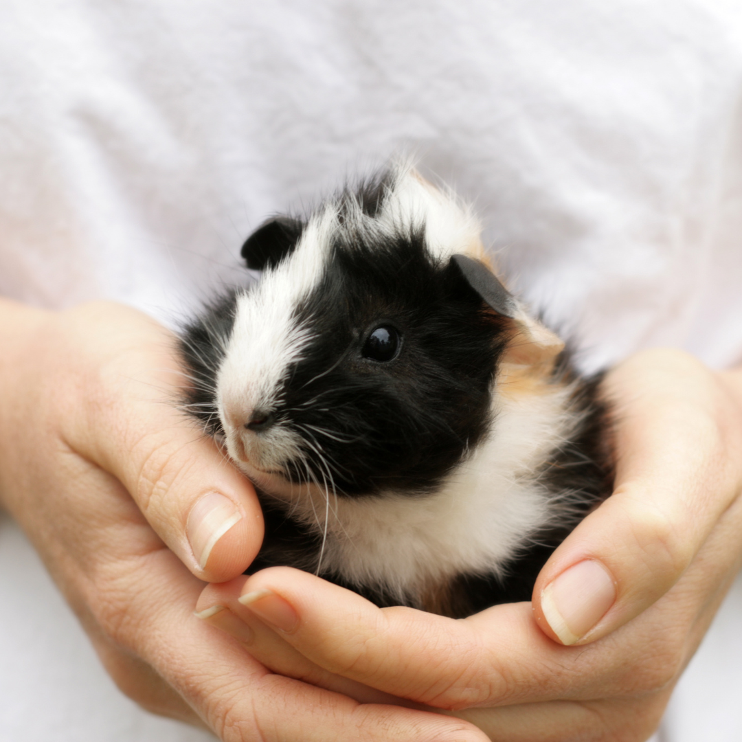 Untitled design (6) small pet rescue