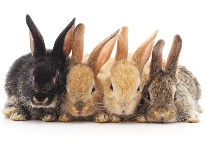 rabbits Rescued rabbits