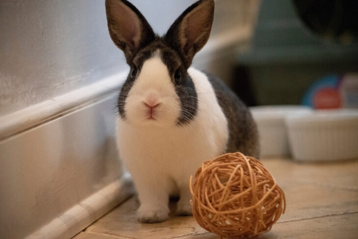 Young dutch bunny poses with toy ball