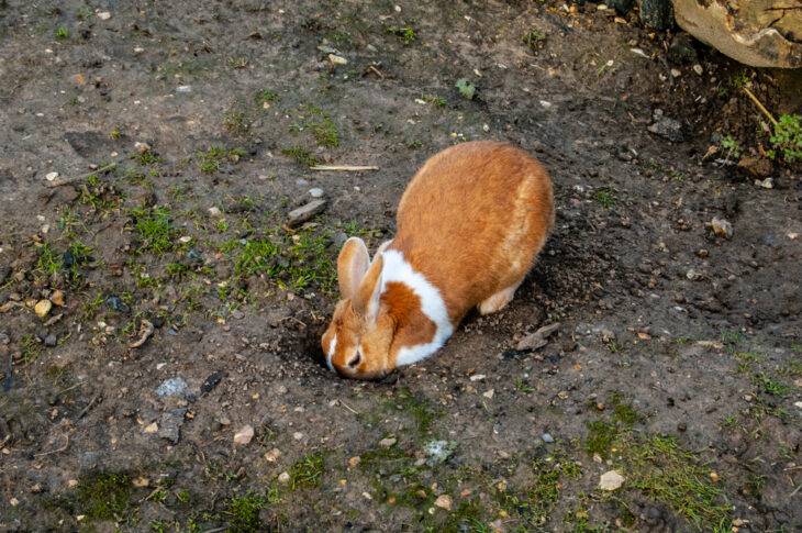 Bunny digging in an outdoor settings