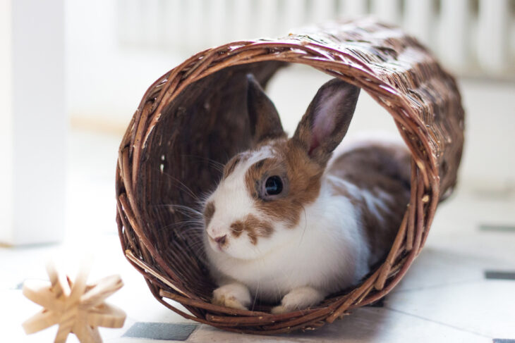 A very cute little rabbit relaxing in a woven tunnel