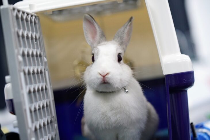A cute rabbit in a rabbit carrier.