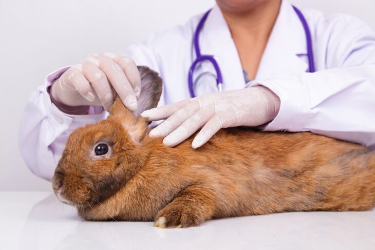 A veterinarian examines the health of the little brown bunny to know if its fit enough to travel.