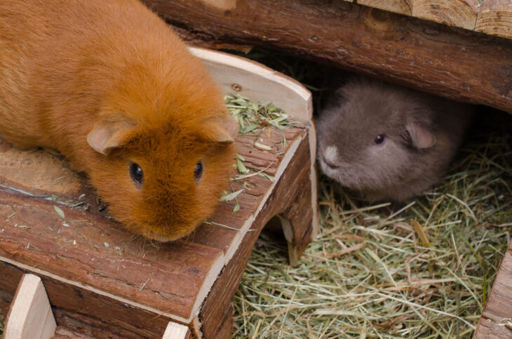 Happy guinea pigs resting at home