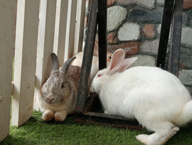 Two cute rabbits playing in the play ground.