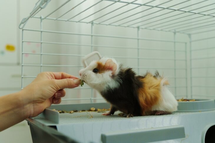 Man feeding a guinea pig some crisp slice of cucumber, the inquisitive guinea pig emerges, savoring the refreshing treat with delight