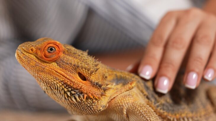 A bearded dragon agave with vibrant scales is gently stroked by a human hand showcasing a bond between reptile and owner.