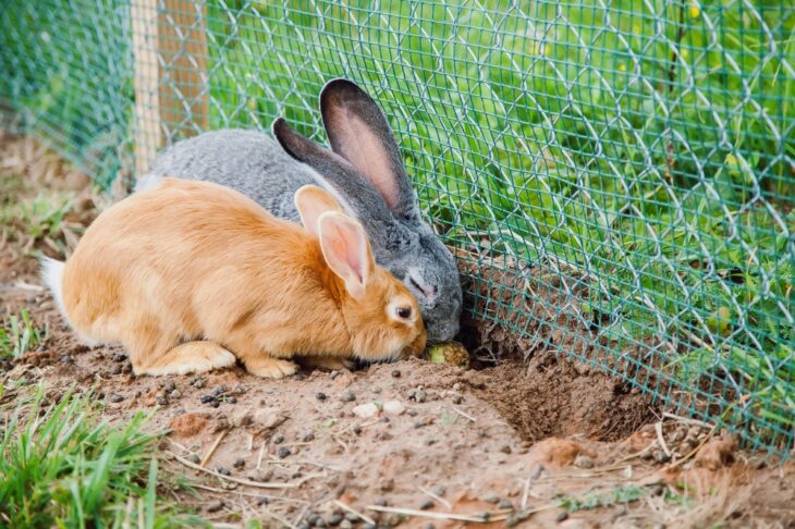 Two rabbits actively digging next to a wire fence in a grassy area. The brown and grey rabbits display natural behavior as they interact in their outdoor environment.