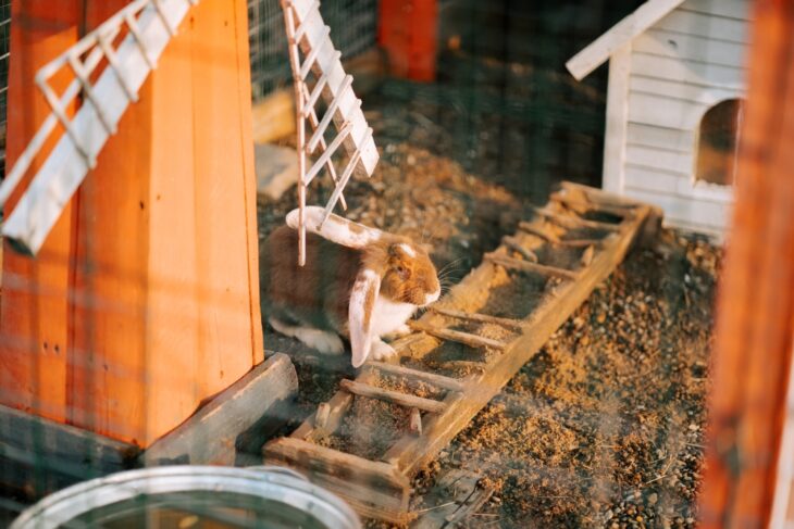 Cuddly rabbit exploring a cozy outdoor hutch on a sunny day