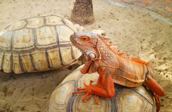 Friendship between species of orange color Green Iguana and Sulcata tortoise relaxing together