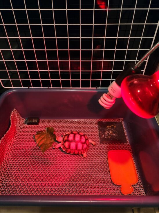 A turtle needing warmth as the weather turns cold, highlighting the care and habitat requirements of reptiles.