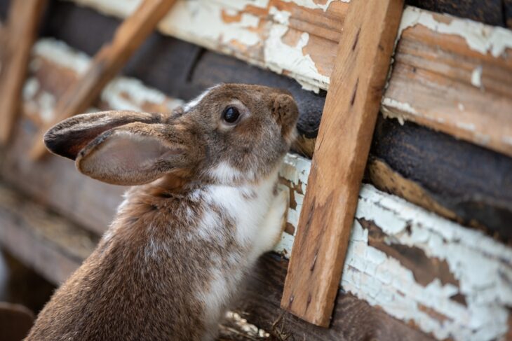 Rabbit climbing wooden beams nearby.