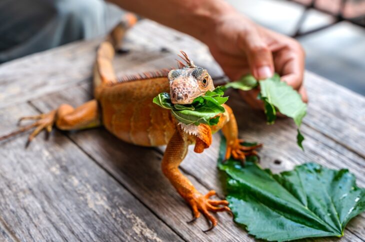 Red iguana feeding on green leaf.