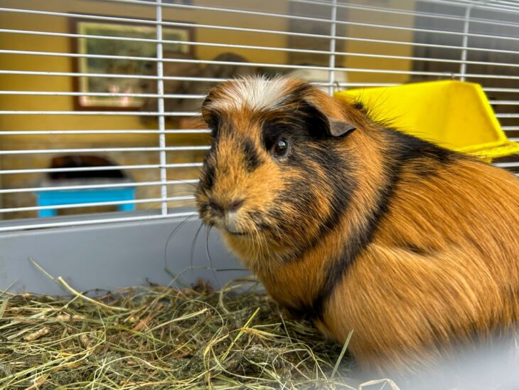Cute guinea pig showing its fluffy fur and gentle expression in a cozy indoor setting.