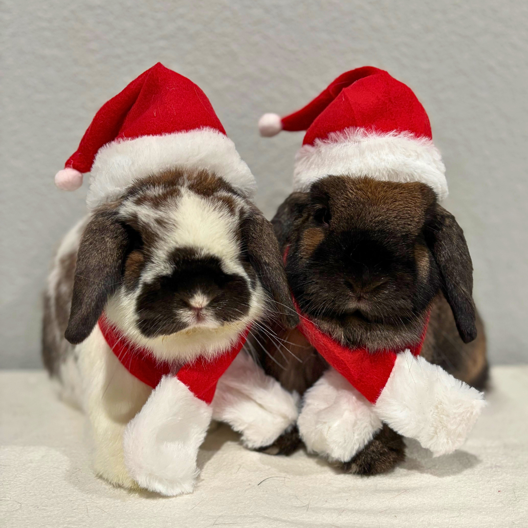 #1 Coffee & Bean@thecoffeelops savannahbeal07@gmail.com