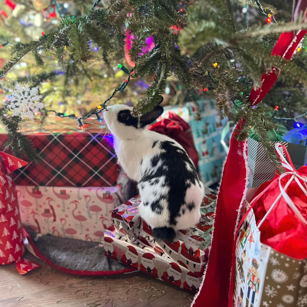 _#3 Jasmine “Jazzy” chloeabriel@gmail.com