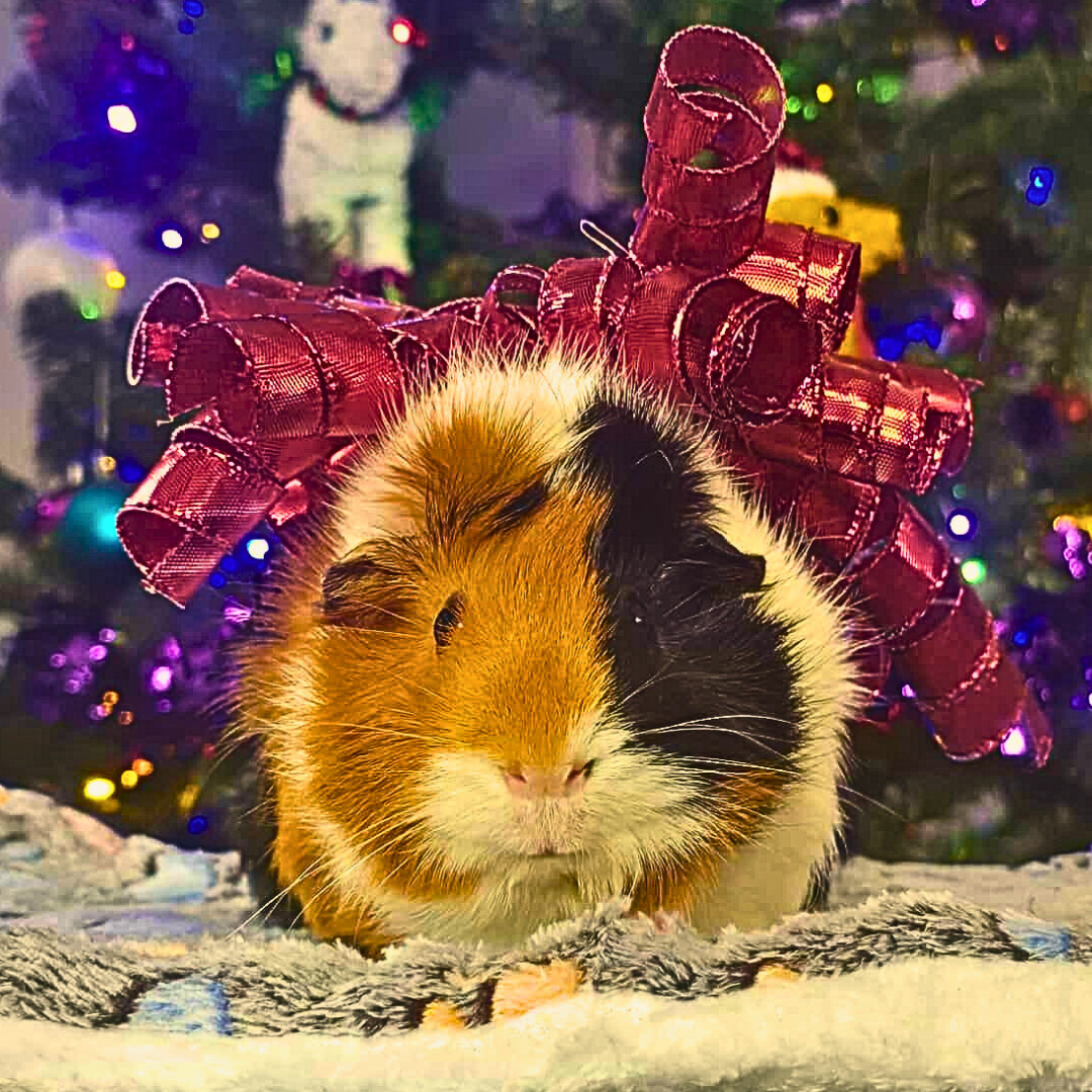 _#3 chloe @brookesanimalkingdom