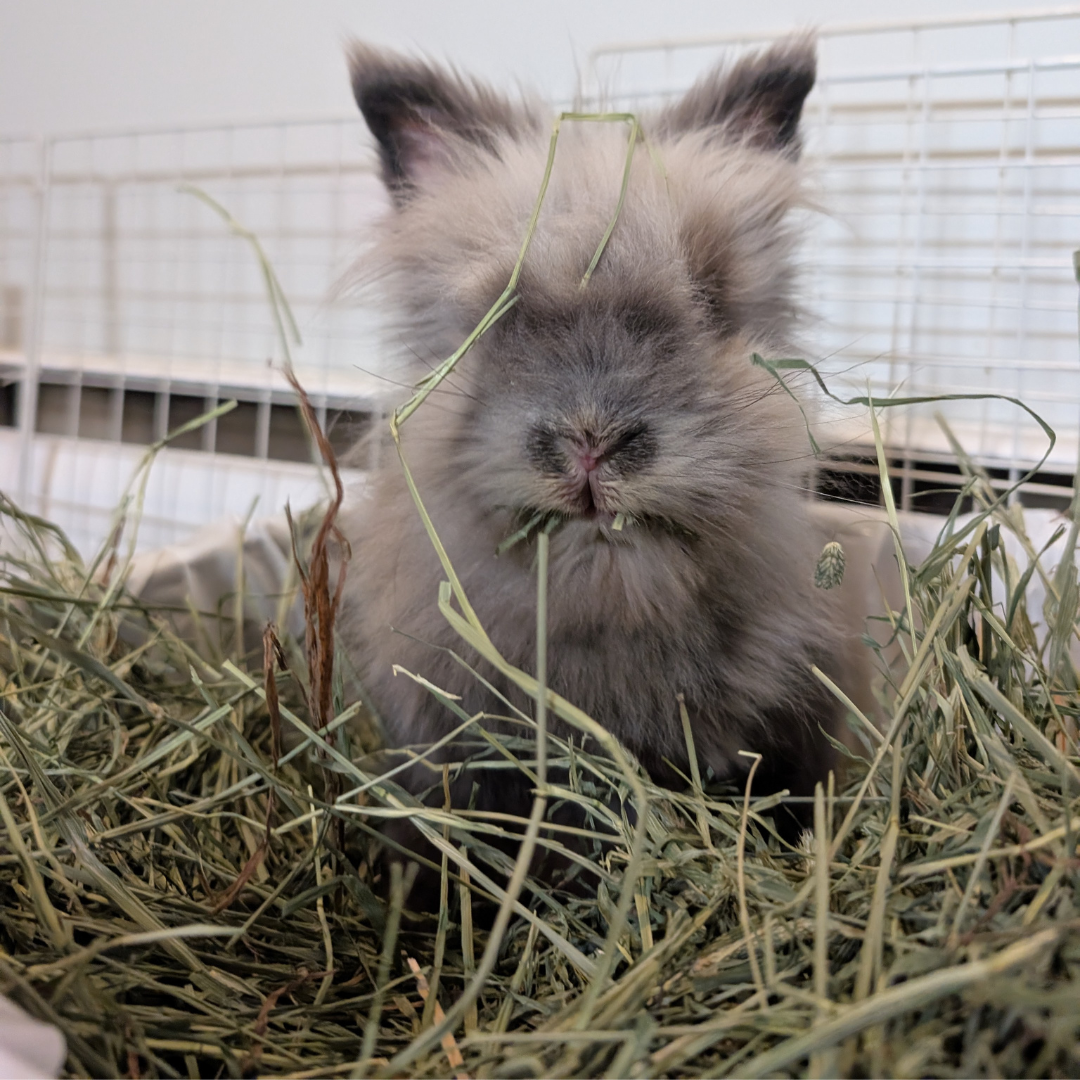 #4Chapagetti @chapagetti_and_cannoli