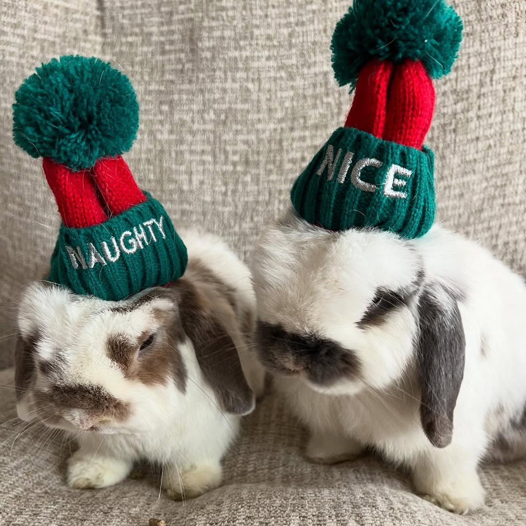 #6 @willowthewabbit__