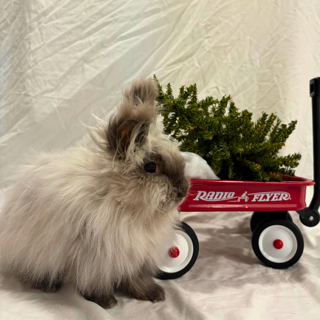 #7Artichoke@facefullofhay