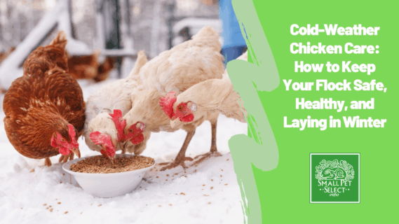 Cold-Weather Chicken Care: How to Keep Your Flock Safe, Healthy, and Laying in Winter