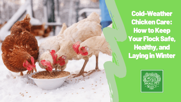 Cold-Weather Chicken Care: How to Keep Your Flock Safe, Healthy, and Laying in Winter