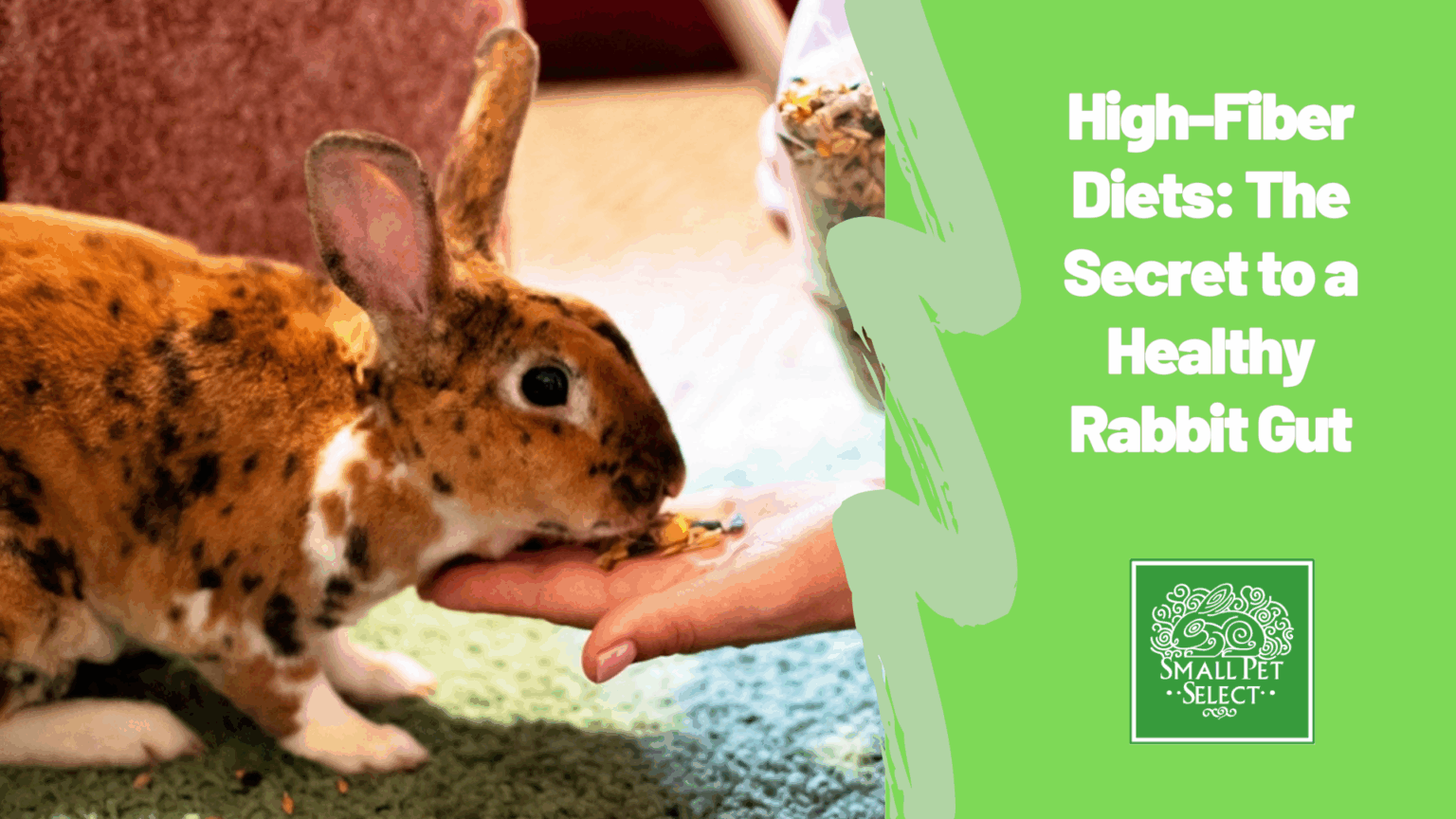 High-Fiber Diets: The Secret to a Healthy Rabbit Gut | Small Pet Select