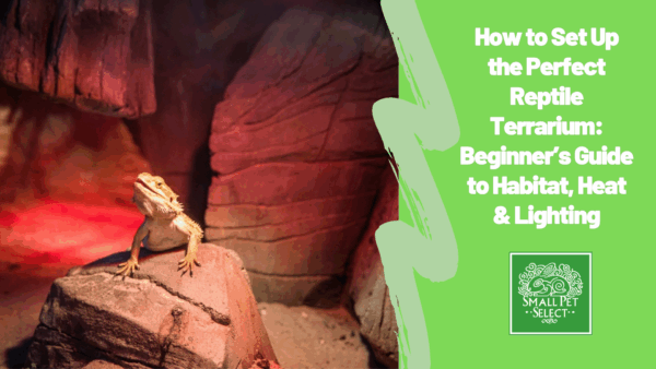 How to Set Up the Perfect Reptile Terrarium: Beginner’s Guide to Habitat, Heat & Lighting