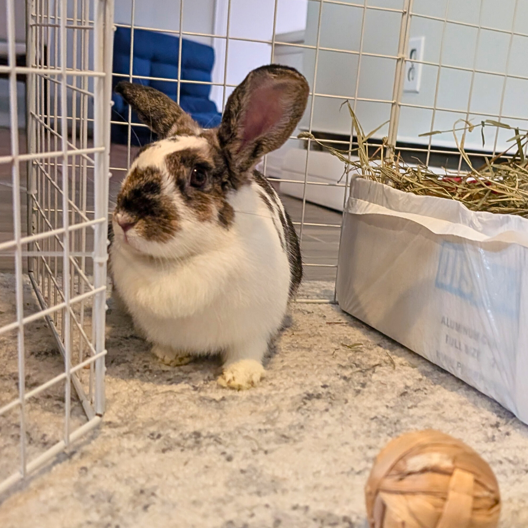 Pecorino Romano @chapagetti_and_cannoli