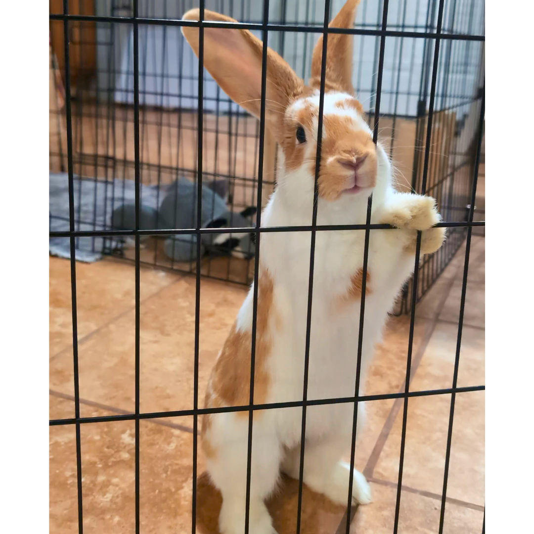 Tteokbokki @chapagetti_and_cannoli