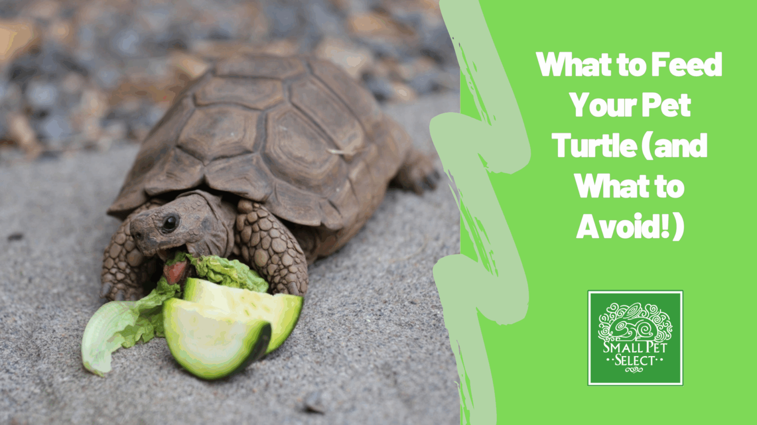 View of What to Feed Your Pet Turtle (and What to Avoid!) | Small Pet Select