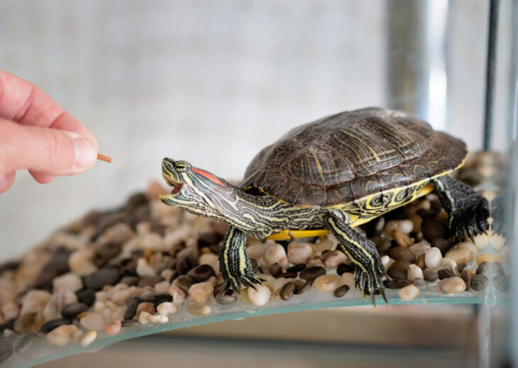Woman feeding her pet turtle