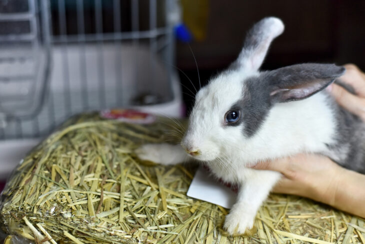 Pet rabbit sitting on a dry hay 