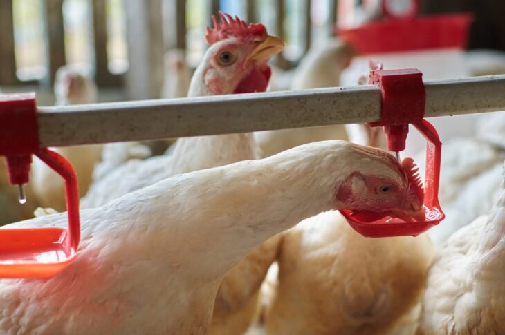 Free range Chicken drinking water by nipple system in a backyard farm
