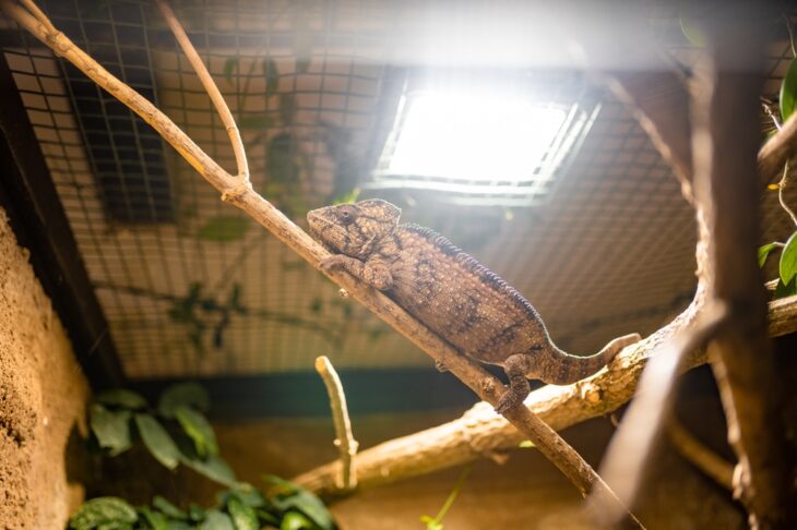 Chameleon resting in a tree branch in its terrarium in one of Prague zoo