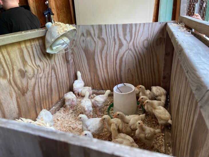 How to keep chicken warm without overheating