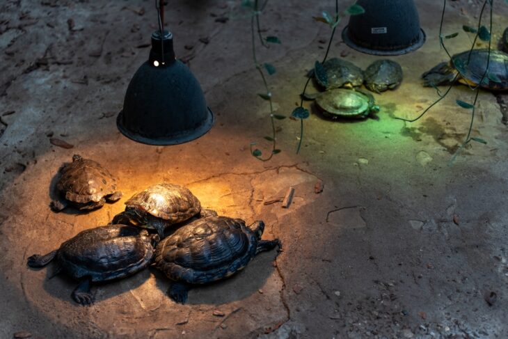 Turtles bask on a stone under a terrarium lamp