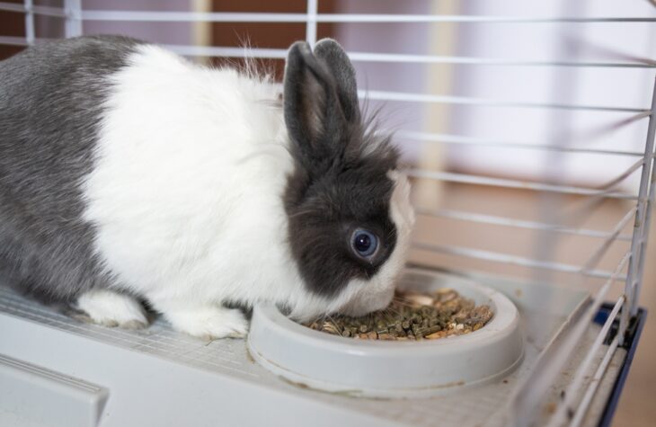 Small grey and white rabbit eating in the cage