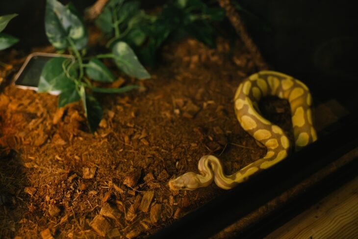 Albino ball python resting on terrarium substrate