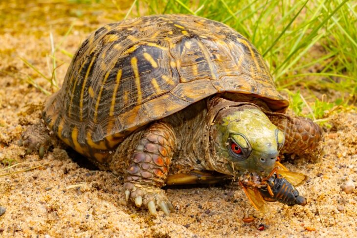 An adult male ornate box turtle, eating an insect