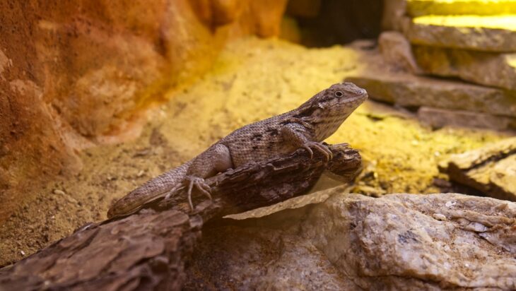 Portrait of a large green reptile in a terrarium