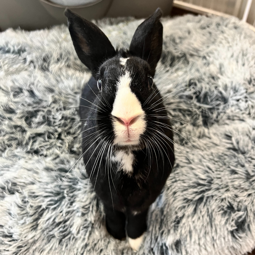 _#1 Kevin @Michaelalynn24