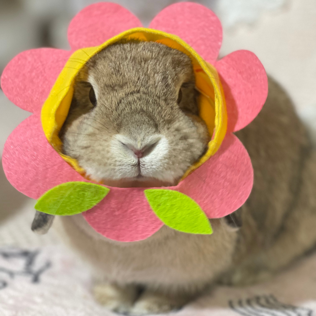 #2 Daisy xoxo._bella3