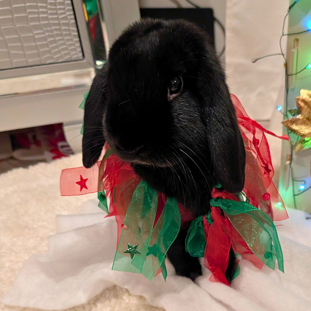 _ #3 Romeo @Romeo_love_a_lop