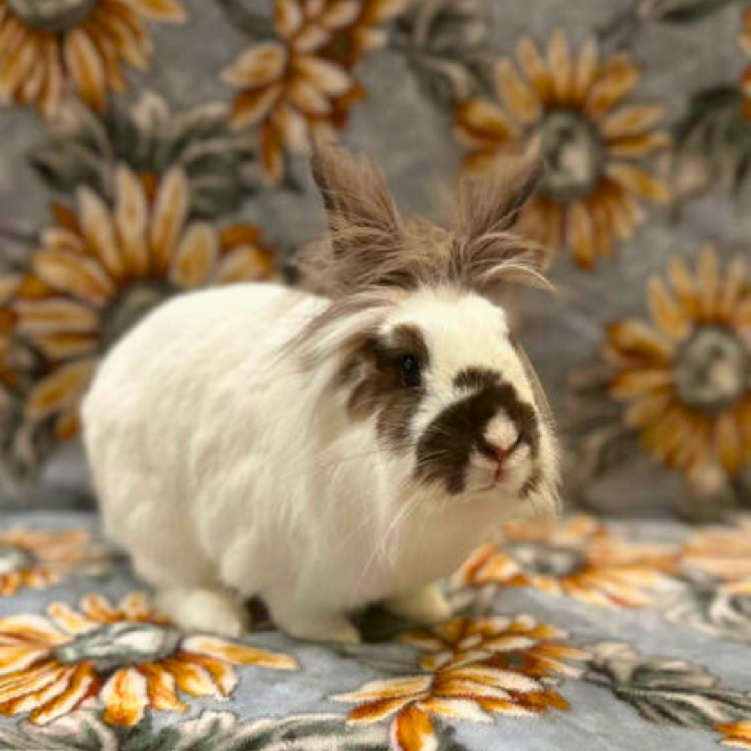 _#8 Clover @pawsatthemall