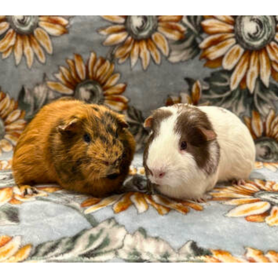 #9Rama & Shiva @pawsatthemall