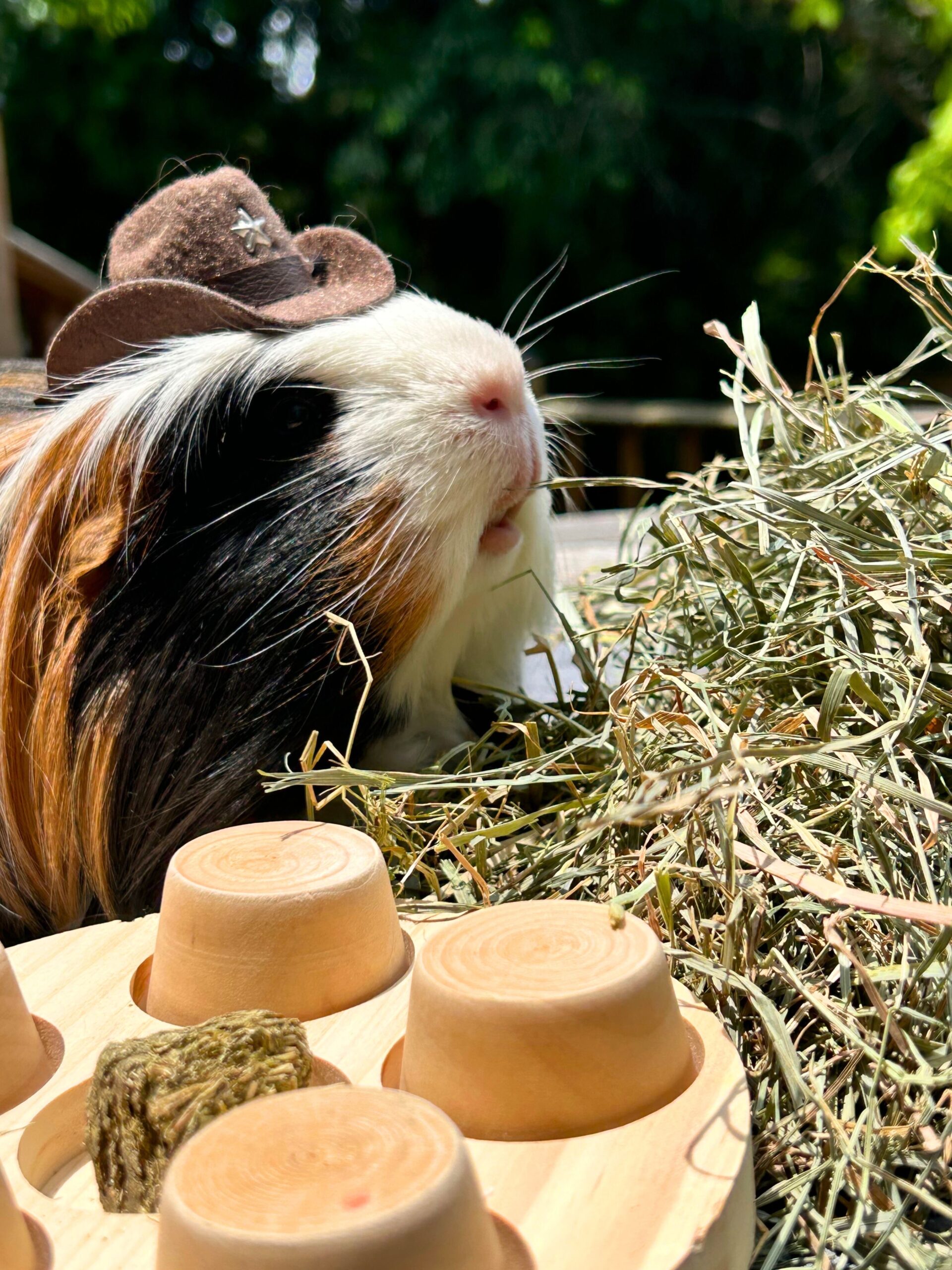 Gizmo Hay and Enrichment