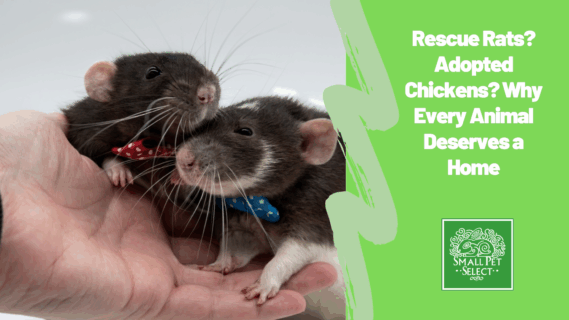 Rescue Rats? Adopted Chickens? Why Every Animal Deserves a Home