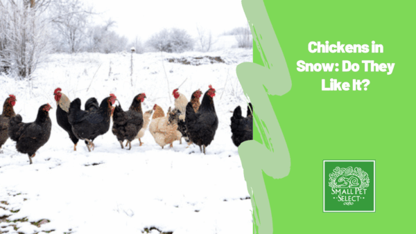 Rescue Rats Adopted Chickens Why Every Animal Deserves a Home