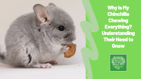 Why Is My Chinchilla Chewing Everything? Understanding Their Need to Gnaw